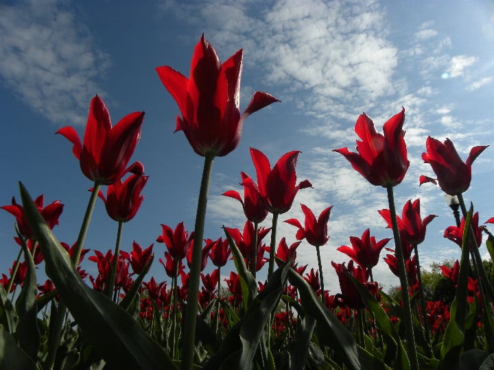 Montreal spring (4)