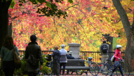 Autumn in Montreal (1)