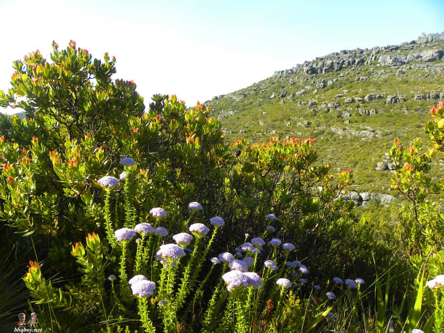 Hiking up the Twelve Apostles to Table Mountain, Cape Town