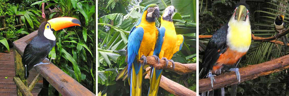 Bird park, Brazil side of Iguazu