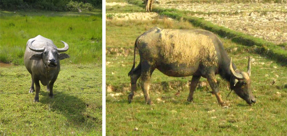 Ko Yao Noi water buffalo