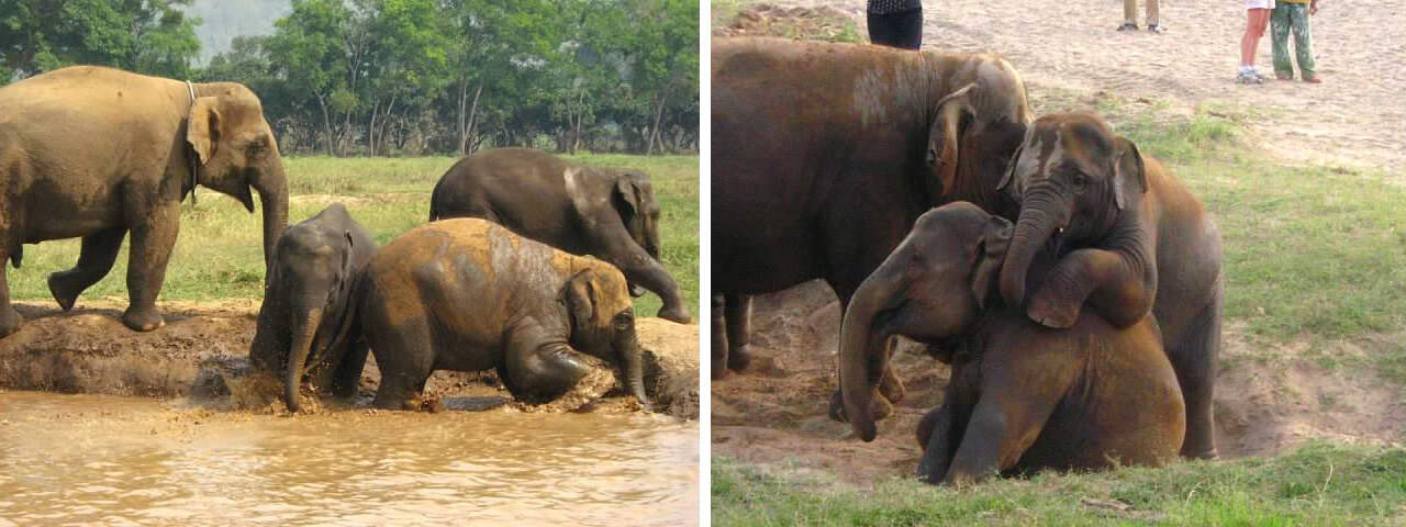 Elephant Nature Park elephants playing
