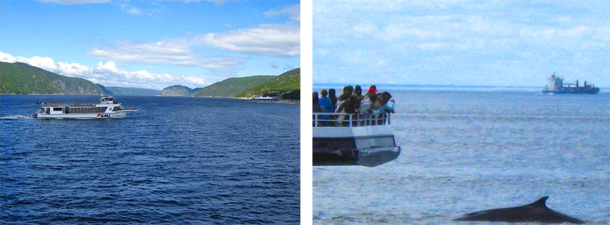 whale watching in tadoussac, quebec