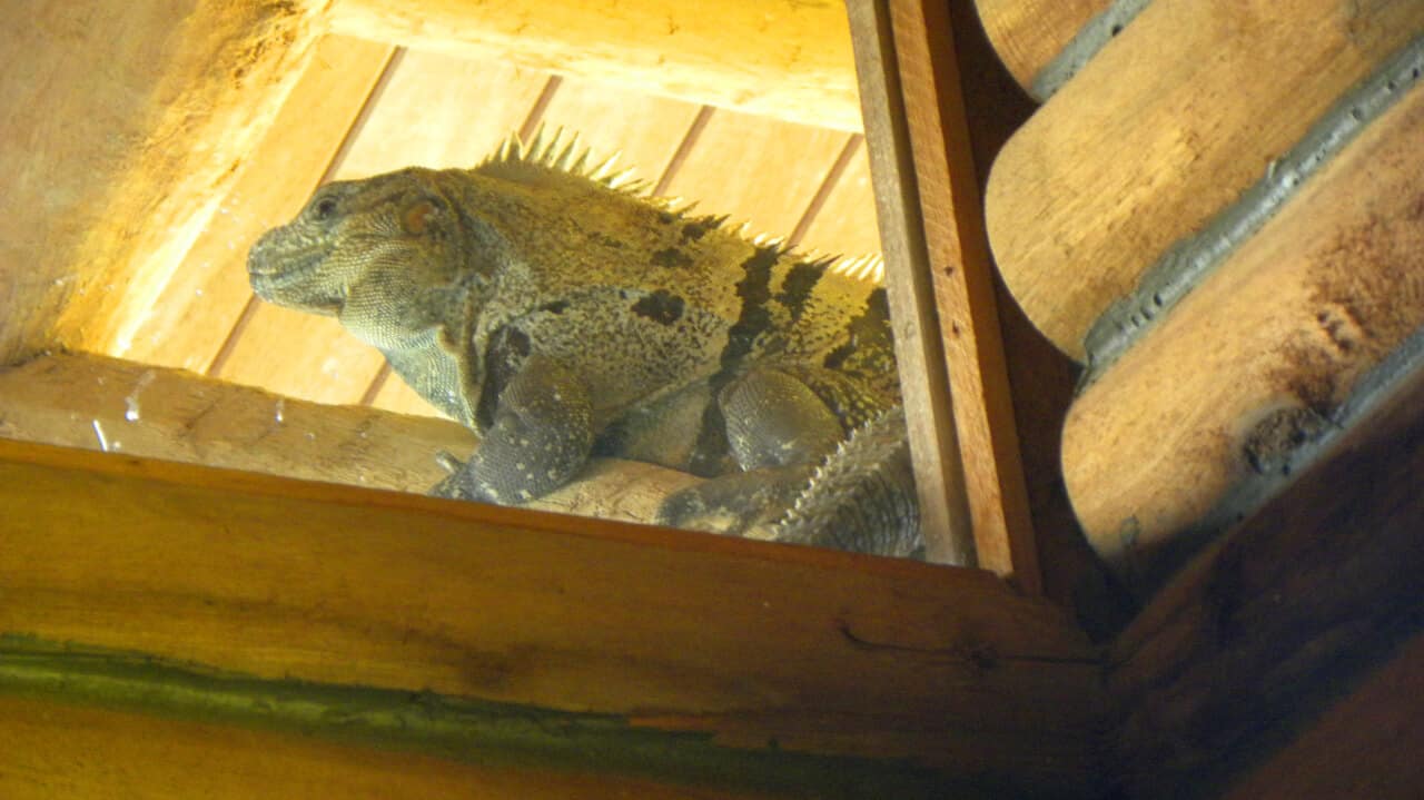 Iguana on roof, Costa Rica