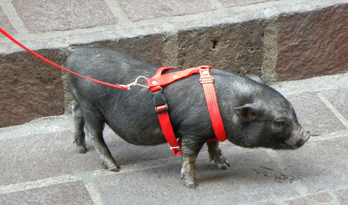 pet pig in Guanajuato. Visiting Guanajuato and Queretaro, Mexico