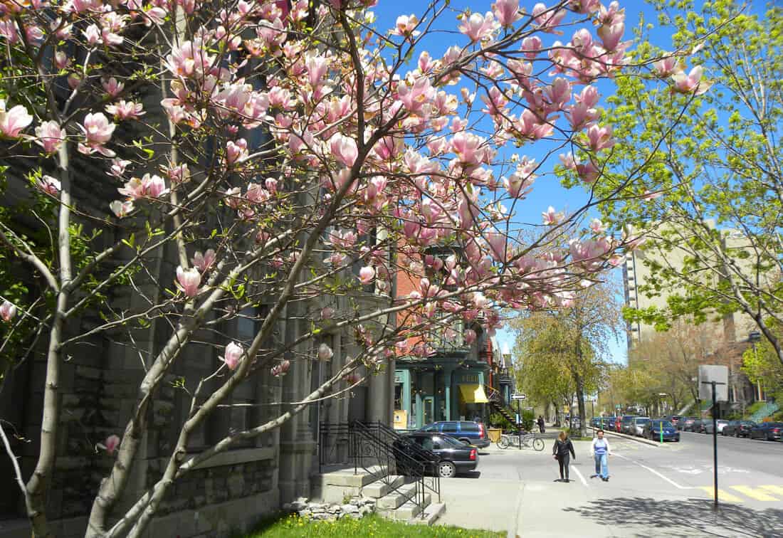 Photos showing you why Montreal is beautiful in Spring