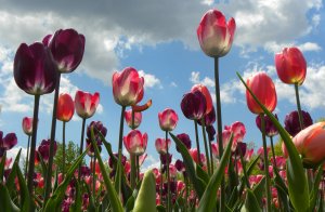 Montreal news picture