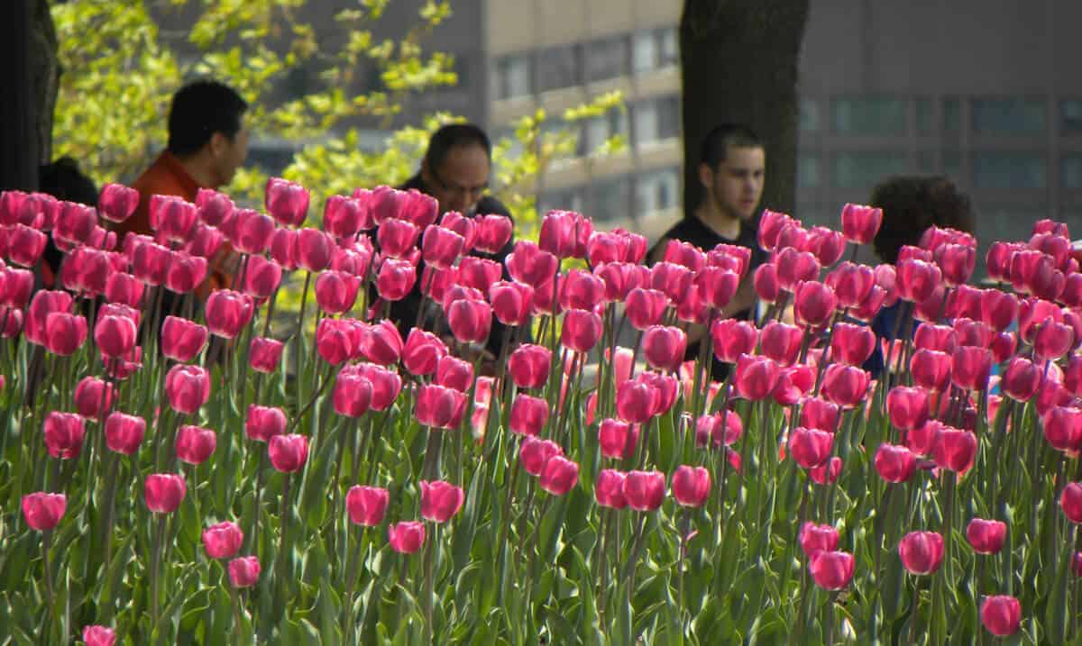 spring tulips in Montreal