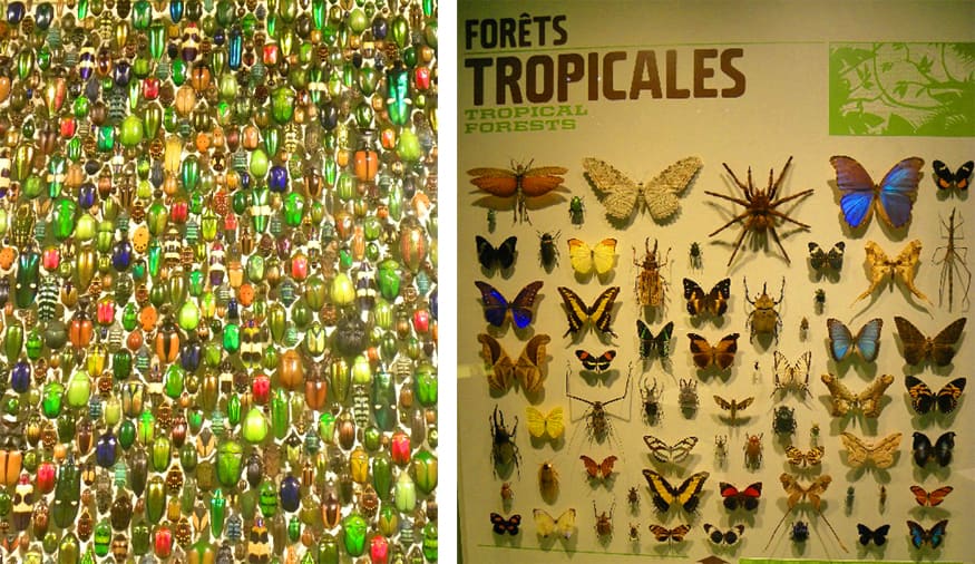 insectarium at the Montreal botanical gardens