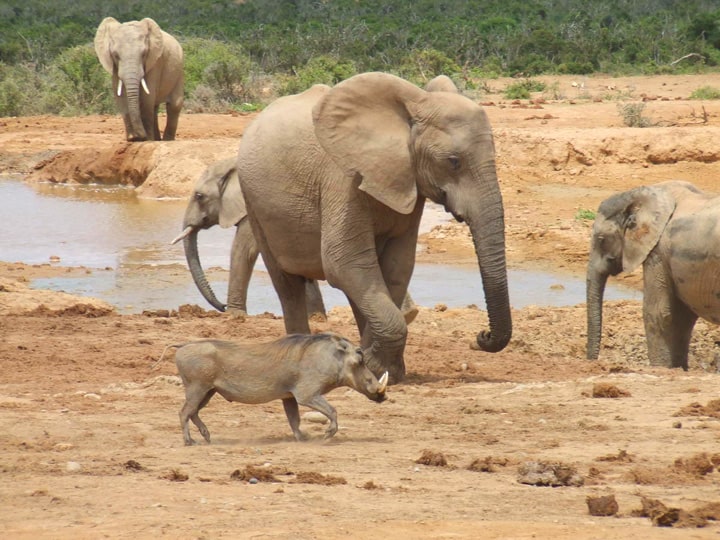 Addo ElephantPark. Highlights of a visit to South Africa's Eastern Cape Province