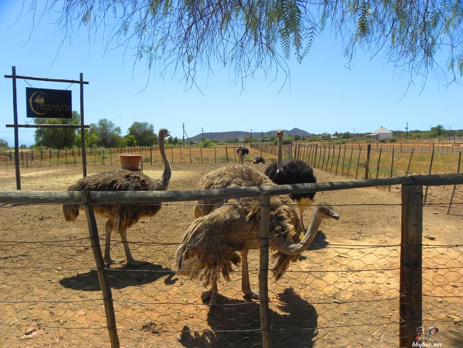 oudtshoorn-ostriches-at-highgate