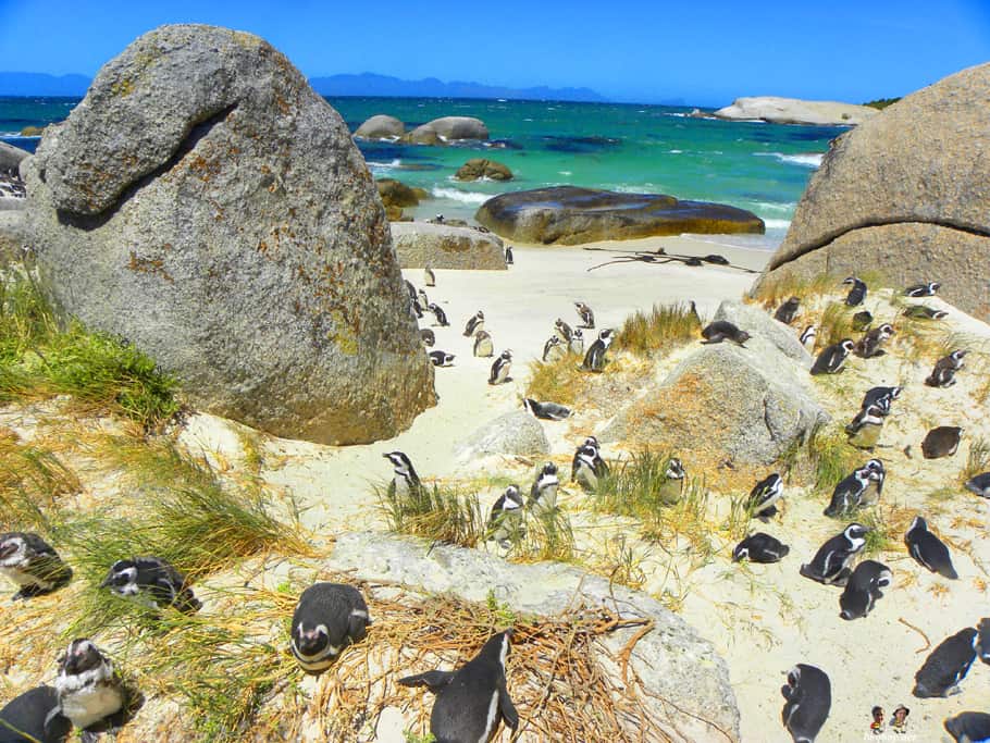 penguins-at-boulders-bay-near-simonstown
