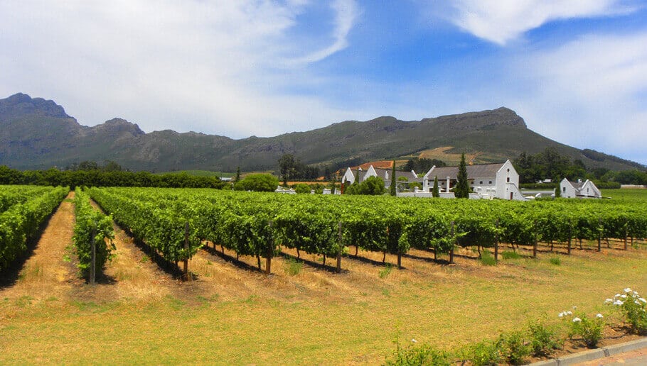 Winelands in the Cape, South Africa