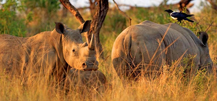 rhinos-hluhluwe-imfolozi, Kwazulu-Natal Province (KZN), South Africa