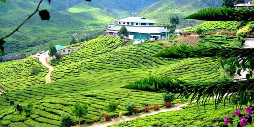 cameron highlands, malaysia