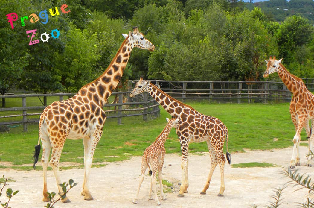 Why Prague Zoo is a highlight for anyone visiting Prague with Children