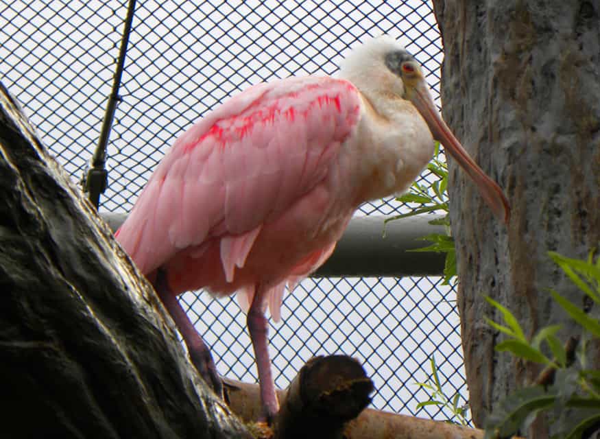 Bird at Prague zoo