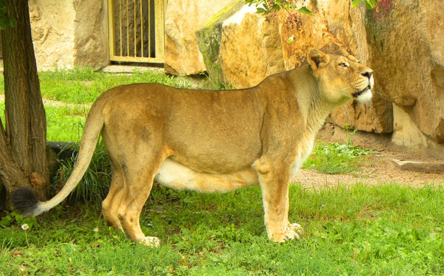 Lion at Prague zoo