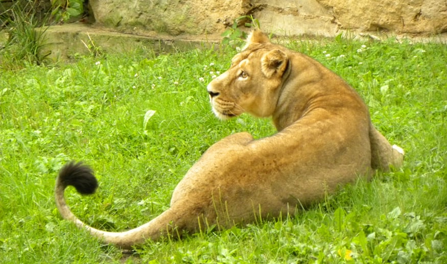 Lion at Prague zoo
