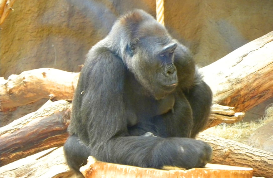 Gorilla. Why Prague Zoo is a highlight for anyone visiting Prague with Children