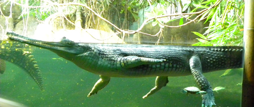 Gharial Crocodiles, Prague zoo