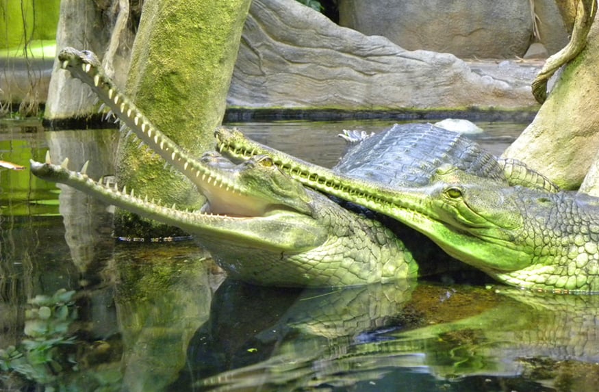 Gharial Crocodiles, Prague zoo