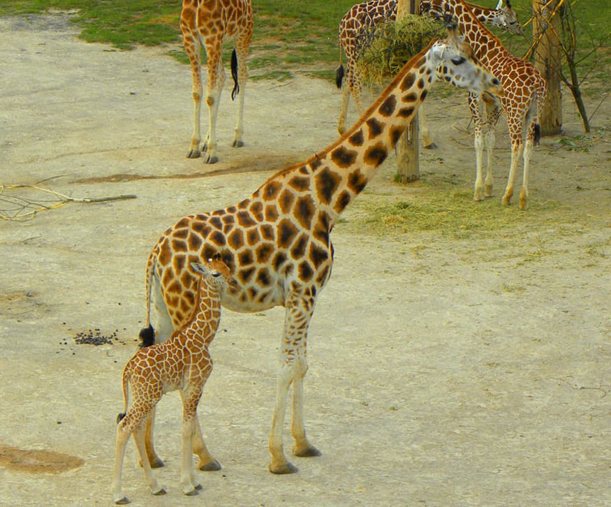 giraffes at Prague zoo. Why Prague Zoo is a highlight for anyone visiting Prague with Children