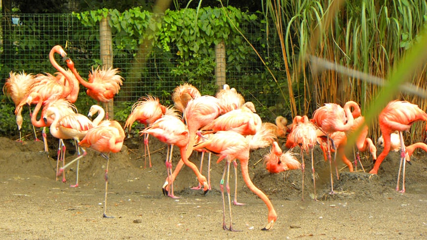 Flamingos. Why Prague Zoo is a highlight for anyone visiting Prague with Children