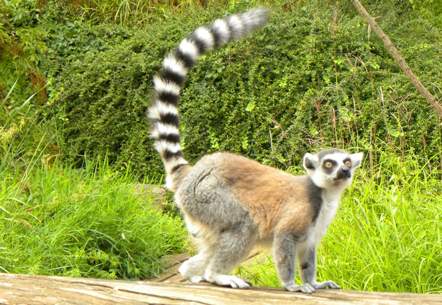 lemurs. Why Prague Zoo is a highlight for anyone visiting Prague with Children