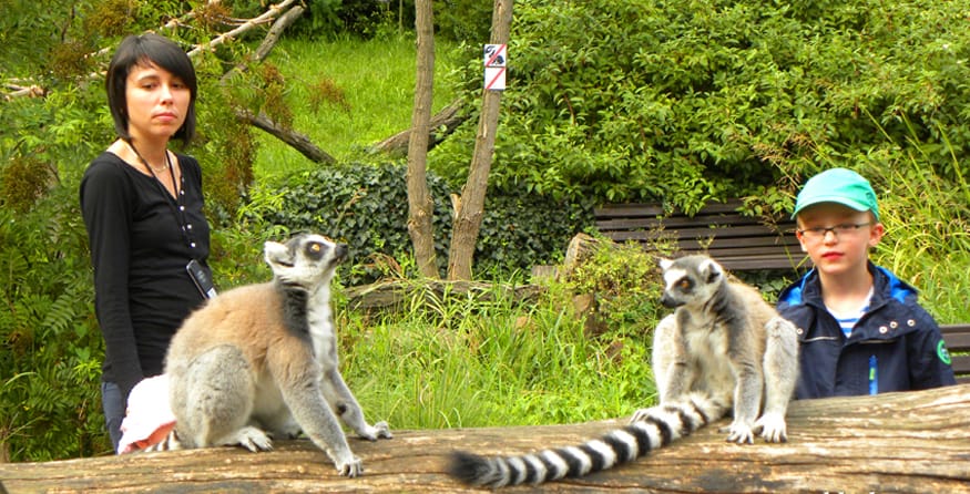 lemurs. Why Prague Zoo is a highlight for anyone visiting Prague with Children