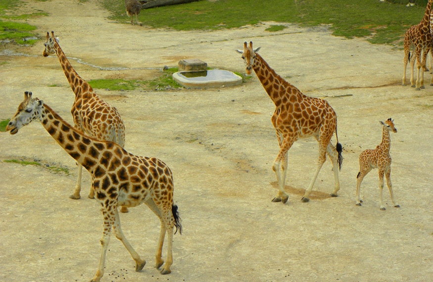 giraffes at Prague zoo. Why Prague Zoo is a highlight for anyone visiting Prague with Children