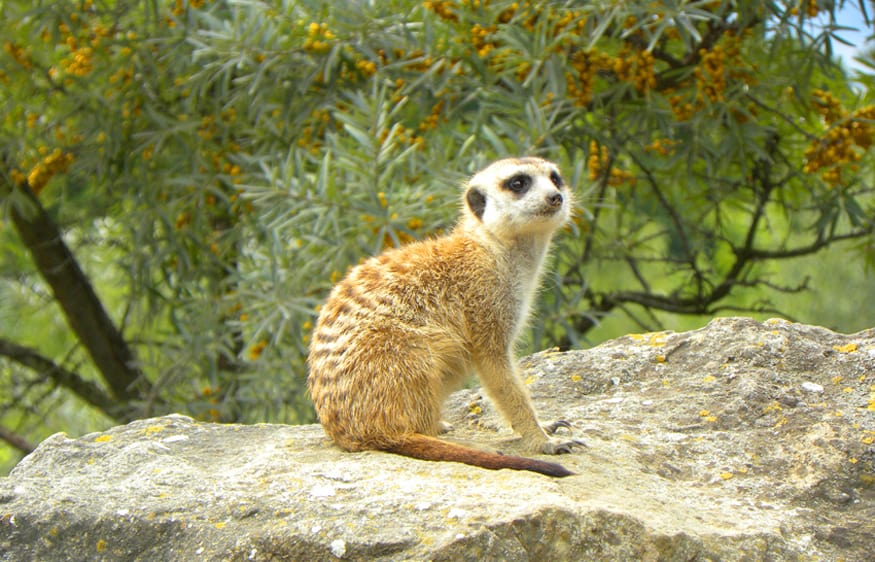 Meerkat at Prague zoo