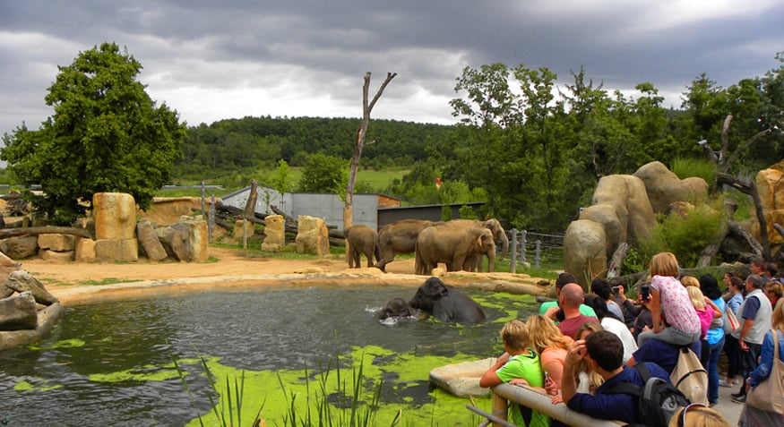 elephants at Prague zoo. Why Prague Zoo is a highlight for anyone visiting Prague with Children