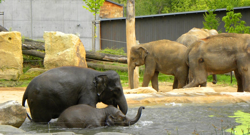 elephants at Prague zoo. Why Prague Zoo is a highlight for anyone visiting Prague with Children