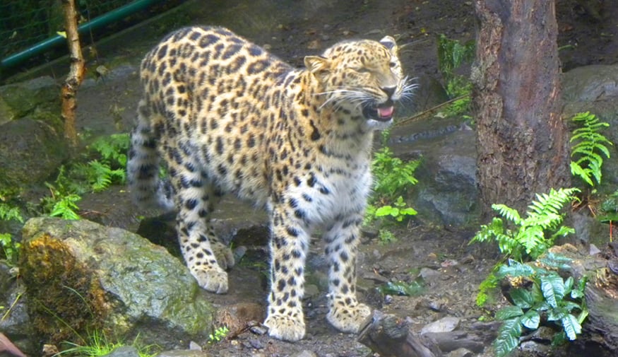 leopard at Prague zoo
