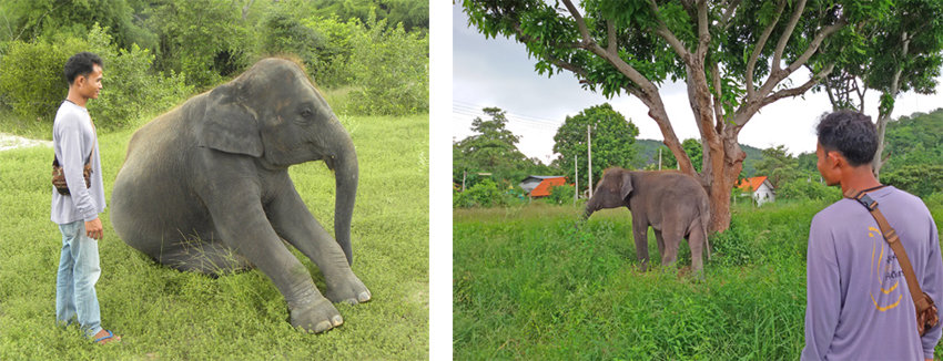 Saving elephants one at a time at the Hutsadin Elephant Foundation