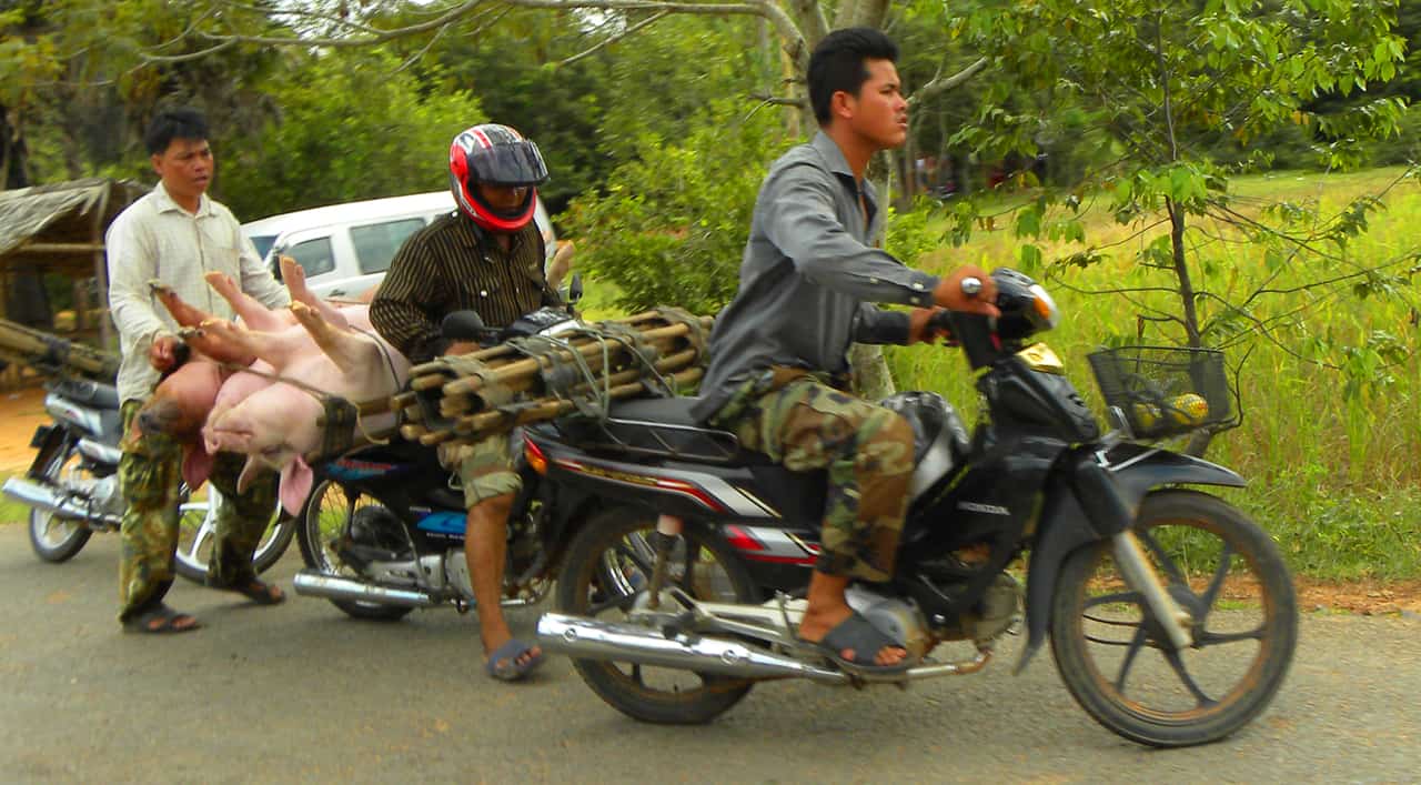 Pigs on a bike. Photos of Faces and everyday life in Cambodia