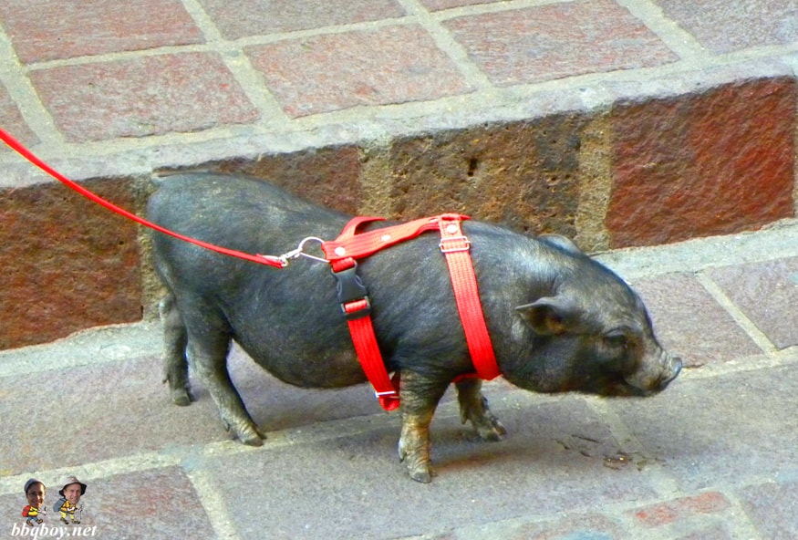 cerdo con una correa Guanajuato-Mexico (2)
