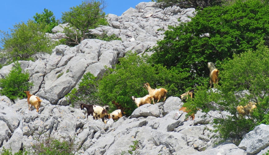 goats on Mount Mosor