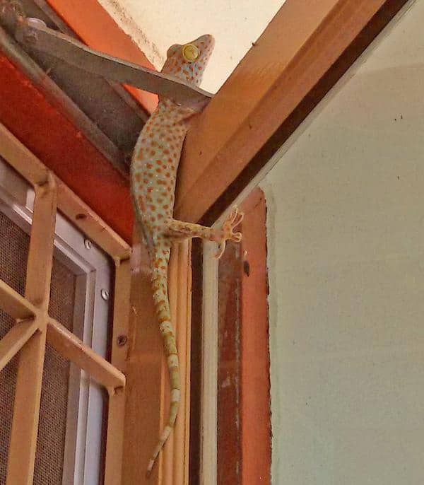 Tokay in Nong Khai, Thailand