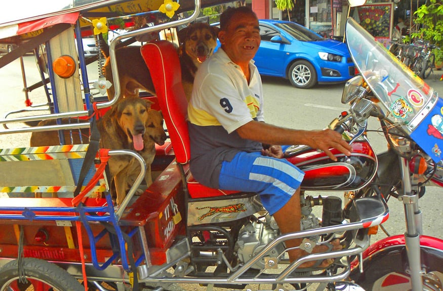 man with dogs in Nong Khai, Thailand