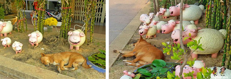 dog and sheep in Nong Khai Thailand