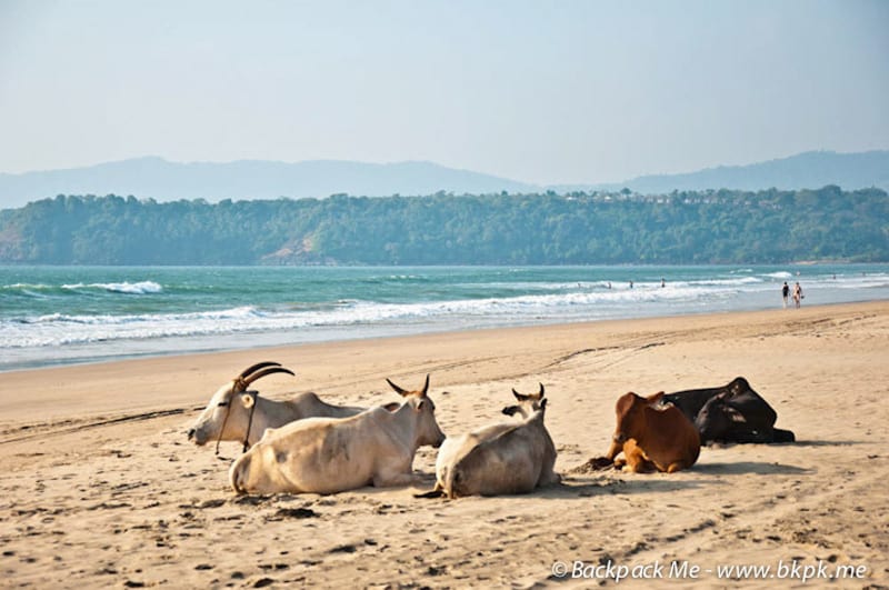 In India cows enjoy the beach too. Travel Bloggers on Tourist Traps and Disappointing Places