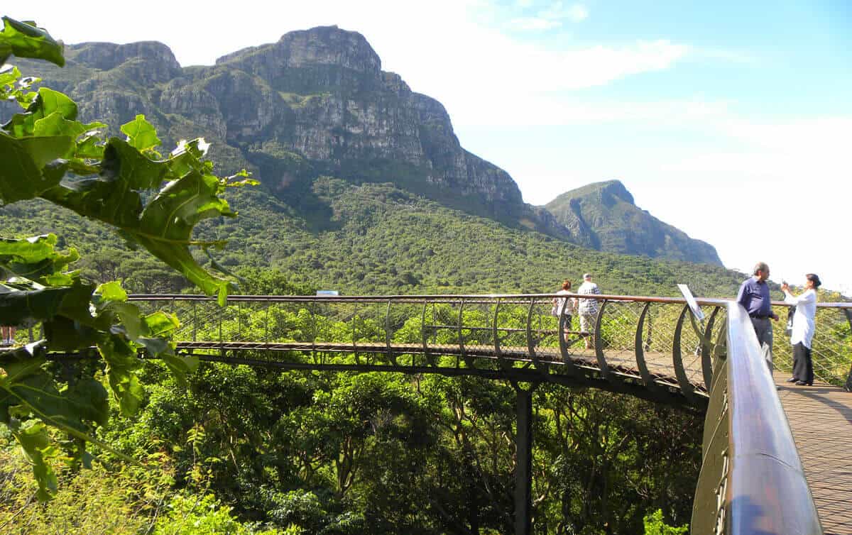 Boomslang tree canopy walkway. A visit to Kirstenbosch Botanical Gardens, Cape Town. 