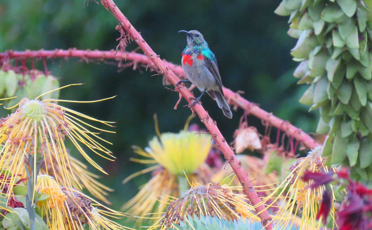 bird. A visit to Kirstenbosch Botanical Gardens, Cape Town