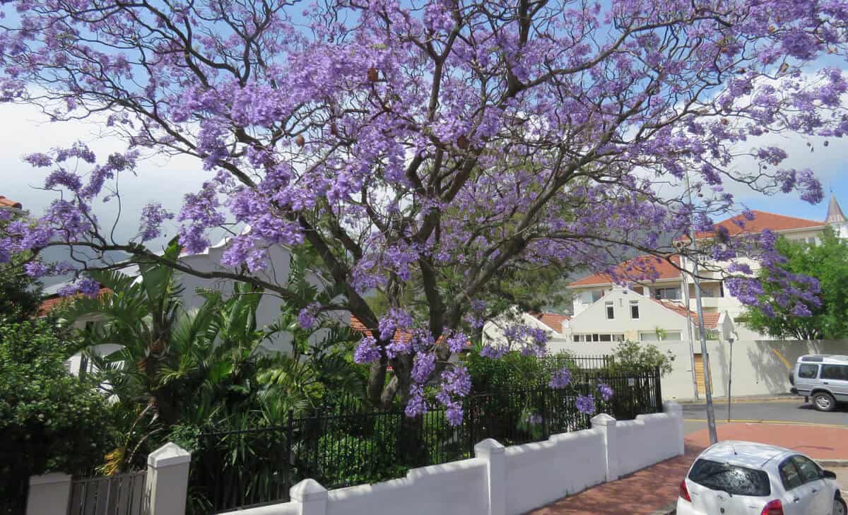 Jacaranda trees, Cape Town