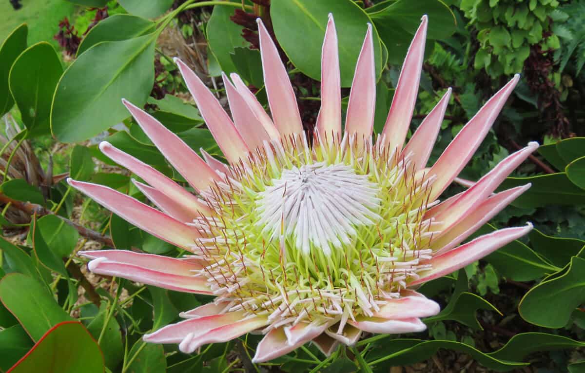 King Protea at Kirstenbosch Botanical Gardens, Cape Town
