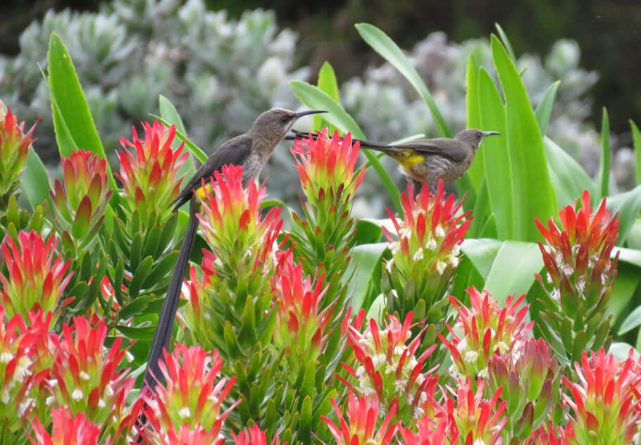 birds and flowers. A visit to Kirstenbosch Botanical Gardens, Cape Town