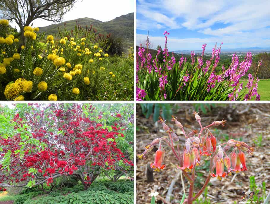 trees and bushes at Kirstenbosch Botanical Gardens