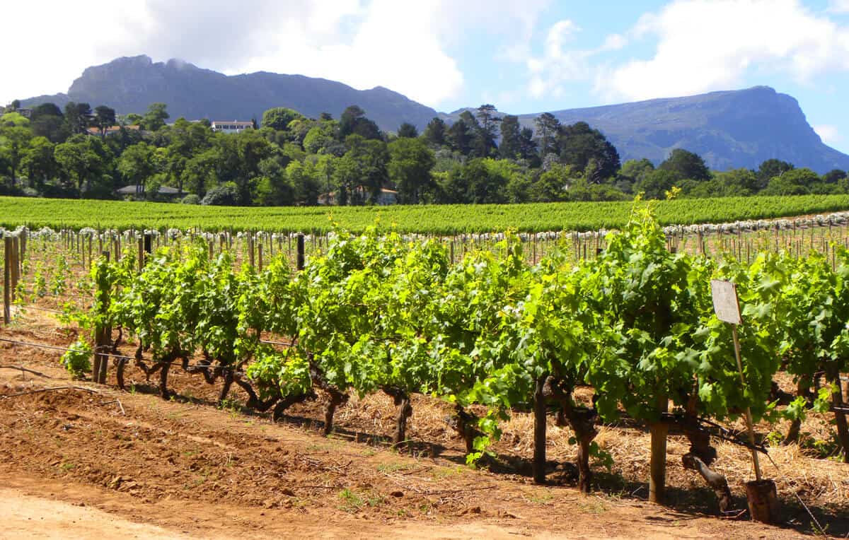 Groot Constantia, Cape Peninsula, South Africa